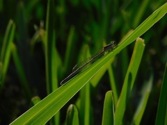 Ischnura hastata