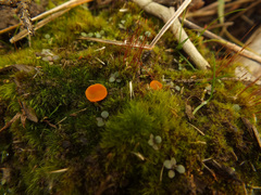 Pulvinula convexella