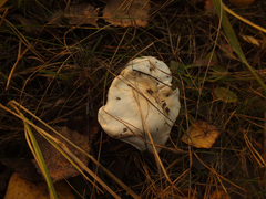 Tricholoma columbetta