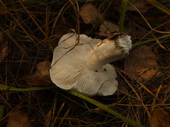 Tricholoma columbetta