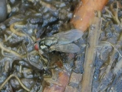 Diptera