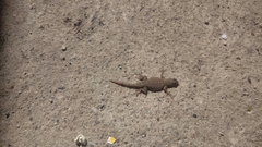 Sceloporus dugesii