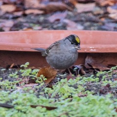 Zonotrichia atricapilla