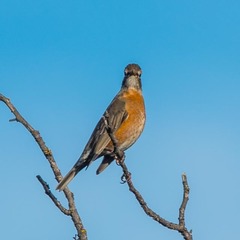 Turdus migratorius