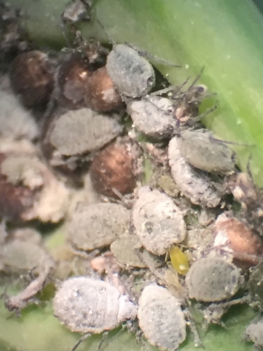 Cabbage Aphid photo 4