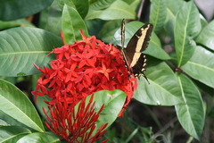 Heraclides andraemon