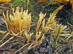 Clavulinopsis corniculata