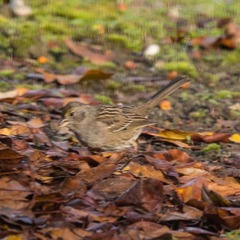 Zonotrichia atricapilla