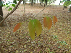 Hymenaea courbaril