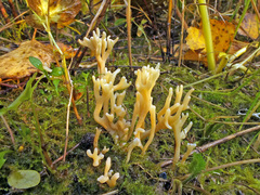Clavulinopsis corniculata