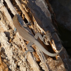 Isla Monserrate Whiptail photo 4