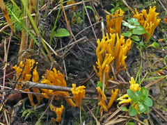 Clavulinopsis corniculata