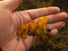 Clavulinopsis corniculata