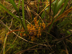 Clavulinopsis corniculata