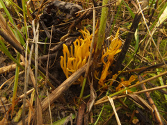 Clavulinopsis corniculata