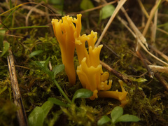 Clavulinopsis corniculata