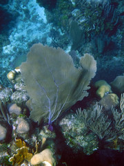 Gorgonia ventalina image