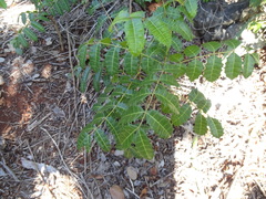 Comocladia platyphylla