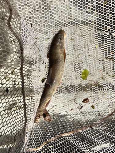 Coarsescale sucker (Catostomus macrocheilus) — Catostomidae