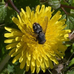 Archytas marmoratus