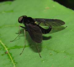 Chrysopilus velutinus