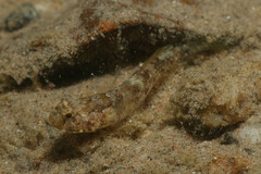Anomolous Goby photo 3