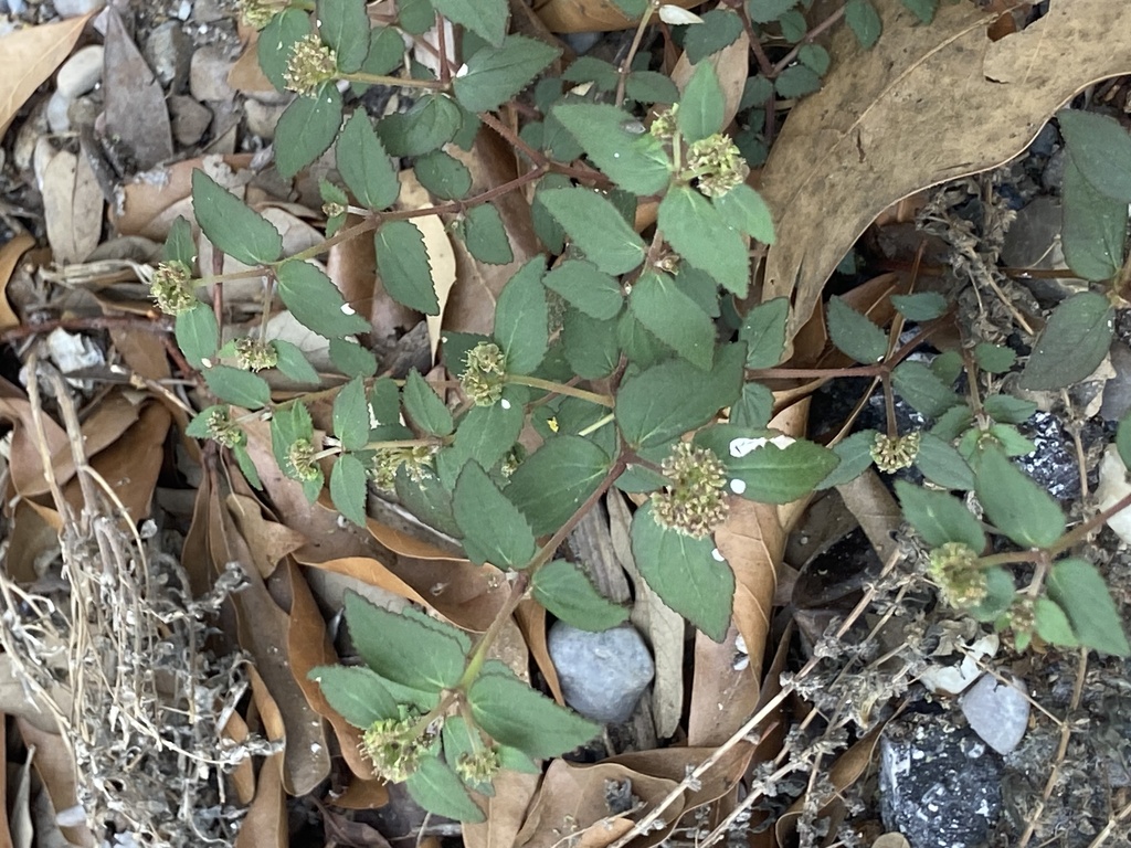 Florida Hammock Sandmat from St, Houston, TX, US on June 26