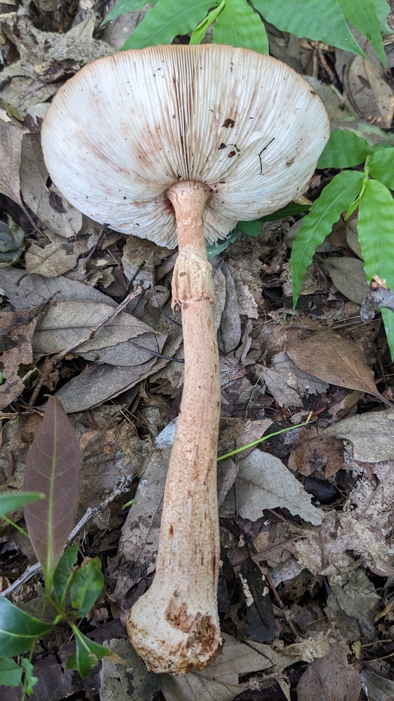 Amanita rubescens · June 2023 · photo: © atsushi_nakajima_cirque (iNaturalist, cc-by)