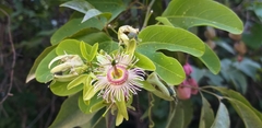 Passiflora mexicana