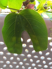 Passiflora mexicana