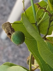 Passiflora mexicana