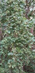 Passiflora mexicana