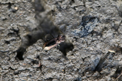 Notiophilus quadripunctatus