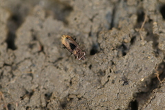 Notiophilus quadripunctatus