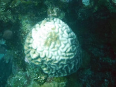 Pseudodiploria strigosa