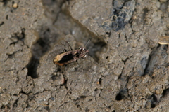 Notiophilus quadripunctatus