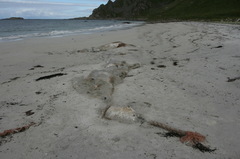 Physeter macrocephalus