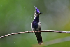 Stephanoxis loddigesii