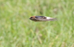 Fairy Martin photo 2