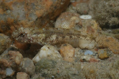 Anomolous Goby photo 1