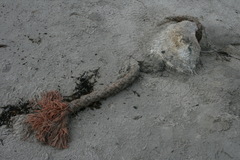 Physeter macrocephalus