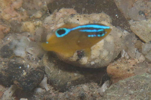 Threeline damsel (Pomacentrus trilineatus) — Pomacentridae