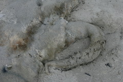 Physeter macrocephalus