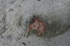 Physeter macrocephalus
