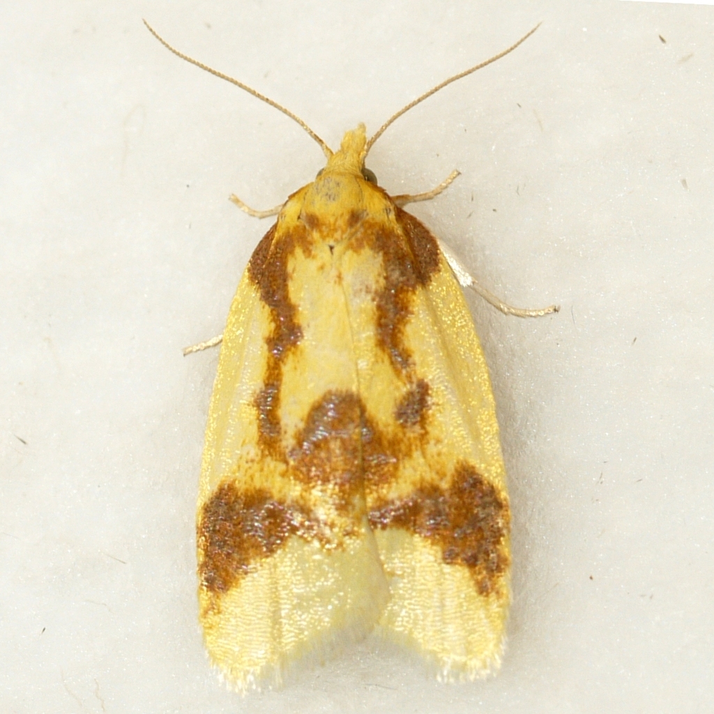 Beautiful Sparganothis