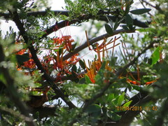 Lorantheae