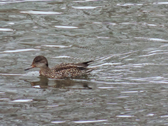 Anas crecca