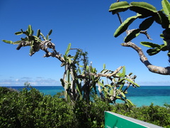 Dendrocereus nudiflorus