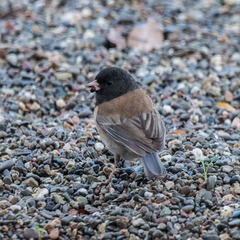 Junco hyemalis