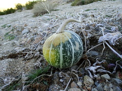Cucurbita palmata